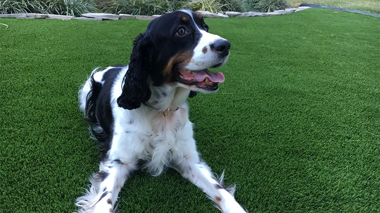 Southern Greens' pet-friendly artificial grass in a Montgomery home, ensuring a safe and enjoyable outdoor area for pets and family members.
